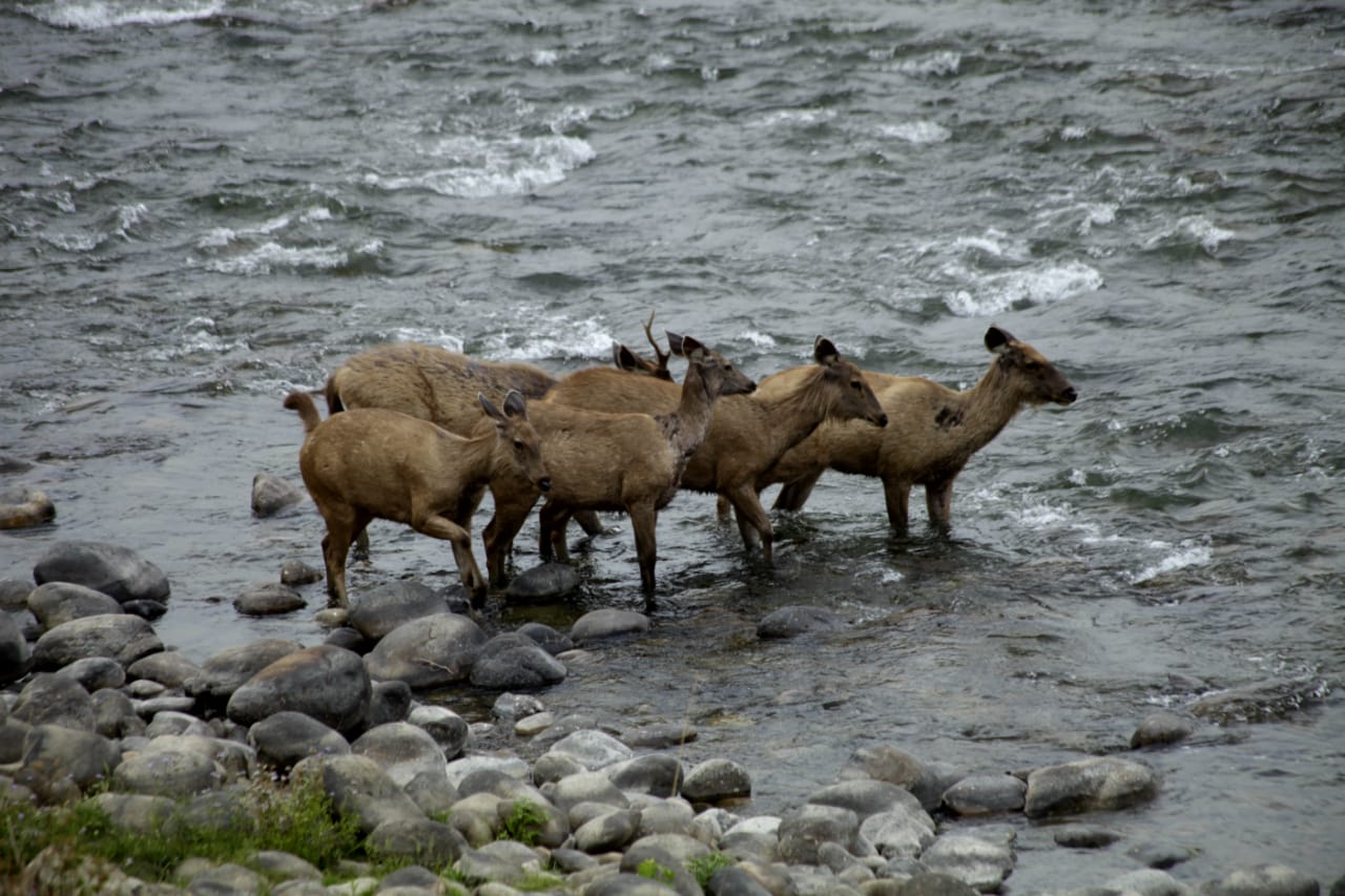 Journey from Pangot to Corbett National Park